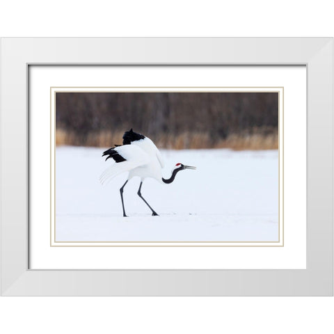 Japan-Hokkaido-Kushiro White Modern Wood Framed Art Print with Double Matting by Goff, Ellen