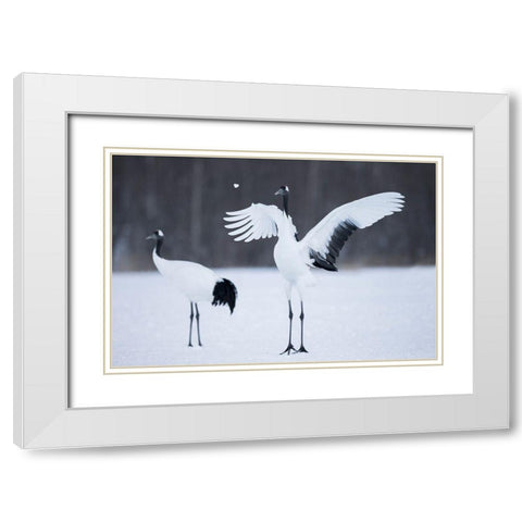 A red-crowned crane throws a chunk of snow in the air as part of its courtship dance White Modern Wood Framed Art Print with Double Matting by Goff, Ellen