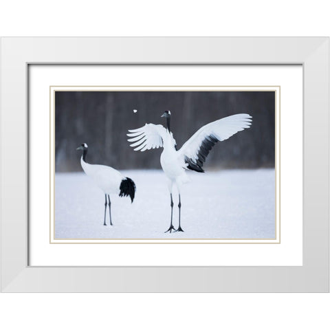 A red-crowned crane throws a chunk of snow in the air as part of its courtship dance White Modern Wood Framed Art Print with Double Matting by Goff, Ellen