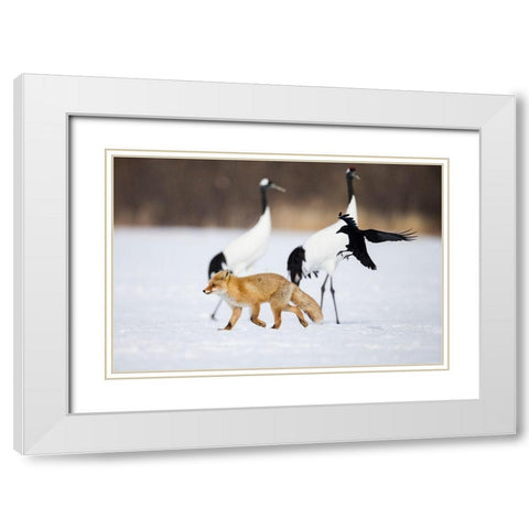 Japan-Hokkaido-Kushiro A carrion crow chases away a red fox White Modern Wood Framed Art Print with Double Matting by Goff, Ellen