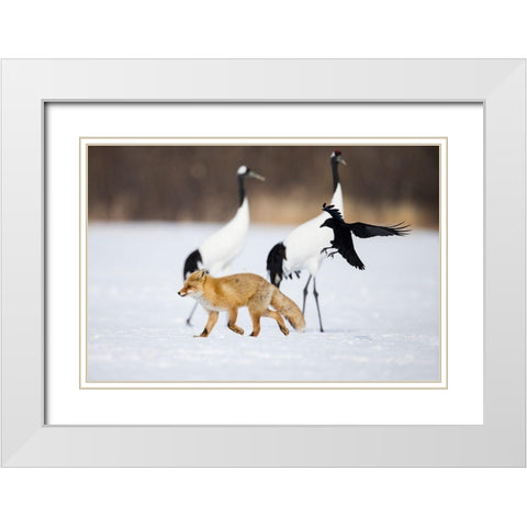 Japan-Hokkaido-Kushiro A carrion crow chases away a red fox White Modern Wood Framed Art Print with Double Matting by Goff, Ellen