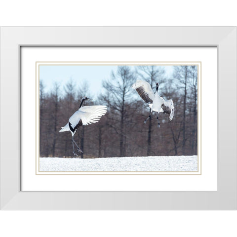 Japan-Hokkaido-Tsuri-Ito-Tancho Sanctuary Two red-crowned cranes jump high in the air White Modern Wood Framed Art Print with Double Matting by Goff, Ellen