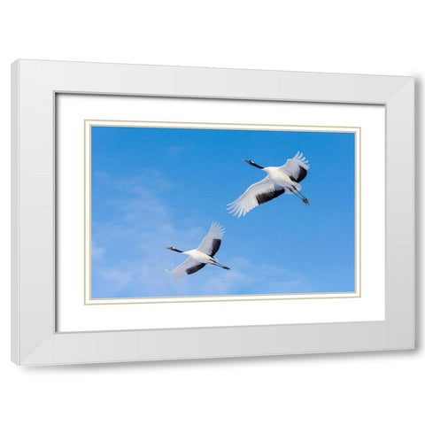 Japan-Hokkaido-Kushiro Two red-crowned cranes fly into the crane center White Modern Wood Framed Art Print with Double Matting by Goff, Ellen