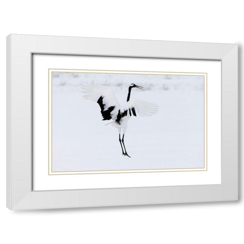 Japan-Hokkaido-Kushiro A red-crowned crane assumes elegant positions during its courtship dance White Modern Wood Framed Art Print with Double Matting by Goff, Ellen