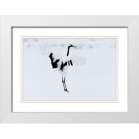Japan-Hokkaido-Kushiro A red-crowned crane assumes elegant positions during its courtship dance White Modern Wood Framed Art Print with Double Matting by Goff, Ellen