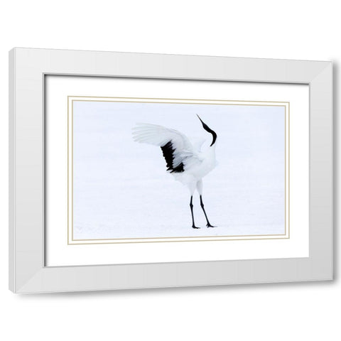 Japan-Hokkaido-Kushiro A red-crowned crane assumes elegant positions during its courtship dance White Modern Wood Framed Art Print with Double Matting by Goff, Ellen