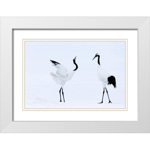 Japan-Hokkaido-Kushiro Two red-crowned cranes begin a courtship dance White Modern Wood Framed Art Print with Double Matting by Goff, Ellen