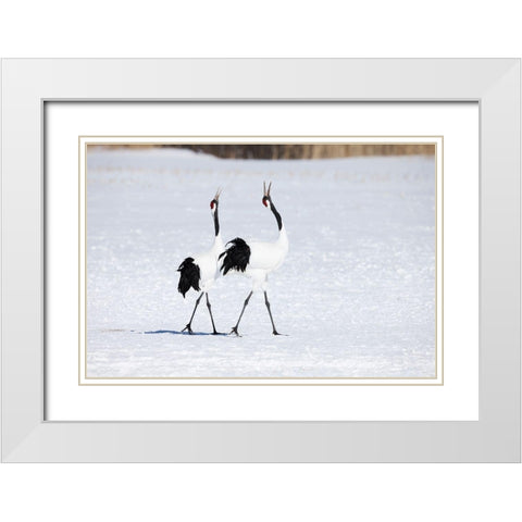 Japan-Hokkaido-Kushiro Two adult red-crowned cranes walk together while vocalizing White Modern Wood Framed Art Print with Double Matting by Goff, Ellen