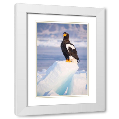 Japan-Hokkaido-Rausu-Stellers sea eagle Portrait of a Stellers sea eagle on a snow perch White Modern Wood Framed Art Print with Double Matting by Goff, Ellen