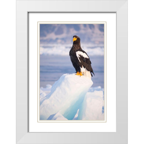 Japan-Hokkaido-Rausu-Stellers sea eagle Portrait of a Stellers sea eagle on a snow perch White Modern Wood Framed Art Print with Double Matting by Goff, Ellen