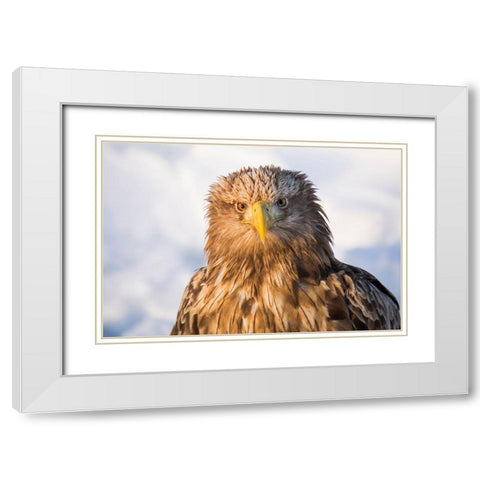 Japan-Hokkaido-Rausu-white-tailed eagle-Haliaeetus albicilla Headshot of a white-tailed eagle White Modern Wood Framed Art Print with Double Matting by Goff, Ellen