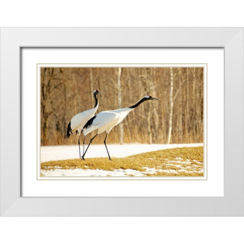 Japan-Hokkaido-Kushiro An adult red-crowned crane prepares to take flight White Modern Wood Framed Art Print with Double Matting by Goff, Ellen