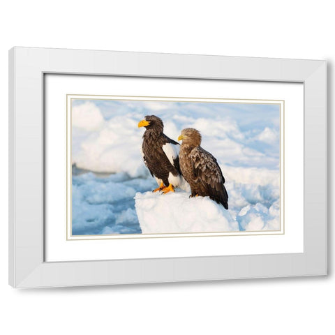 Japan-Hokkaido-Rausu Portrait of a Stellers sea eagle nest to a white-tailed eagle White Modern Wood Framed Art Print with Double Matting by Goff, Ellen