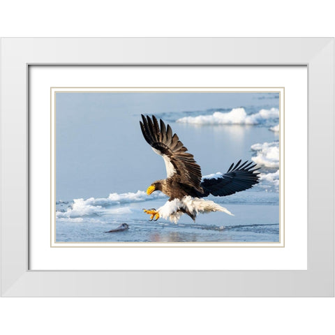 Japan-Hokkaido-Rausu A Stellers sea eagle swoops down with talons outstretched White Modern Wood Framed Art Print with Double Matting by Goff, Ellen