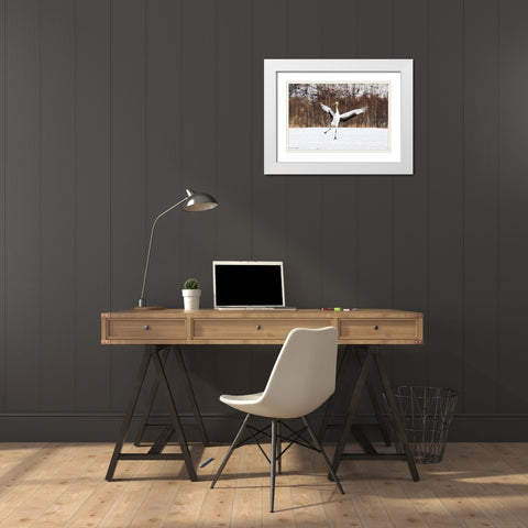 Japan-Hokkaido-Kushiro An immature red-crowned crane spreads its wings in its dance practice White Modern Wood Framed Art Print with Double Matting by Goff, Ellen