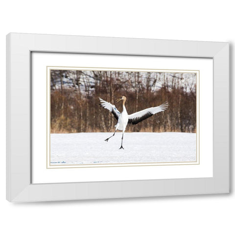 Japan-Hokkaido-Kushiro An immature red-crowned crane spreads its wings in its dance practice White Modern Wood Framed Art Print with Double Matting by Goff, Ellen