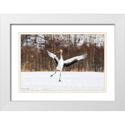 Japan-Hokkaido-Kushiro An immature red-crowned crane spreads its wings in its dance practice White Modern Wood Framed Art Print with Double Matting by Goff, Ellen