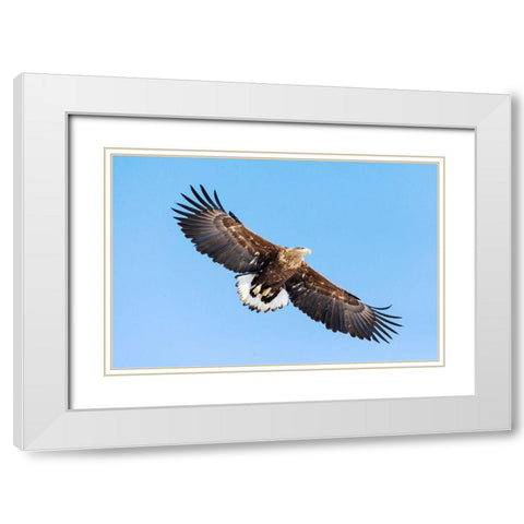 Japan-Hokkaido-Kushiro Portrait of a white-tailed eagle in flight White Modern Wood Framed Art Print with Double Matting by Goff, Ellen