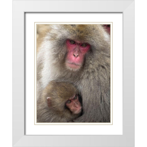 Japan-Nagano Portrait of a Japanese macaque cuddling her baby White Modern Wood Framed Art Print with Double Matting by Goff, Ellen