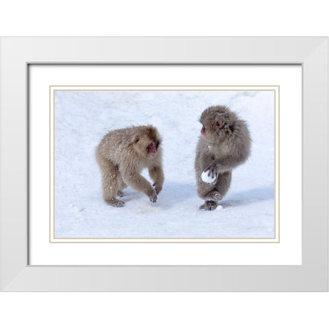 Japan-Nagano Young Japanese macaques play with a snowball White Modern Wood Framed Art Print with Double Matting by Goff, Ellen