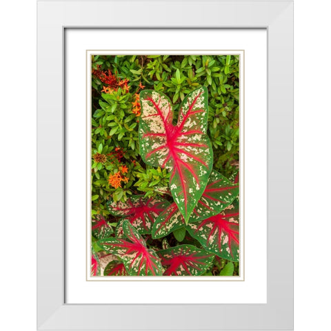 Close-up of green and red leaves of a Caladium bicolor White Modern Wood Framed Art Print with Double Matting by Haseltine, Tom
