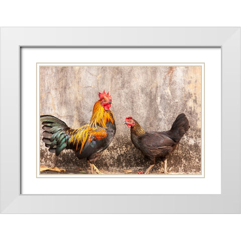 Laos- Luang Prabang. Chickens. A rooster and a hen. White Modern Wood Framed Art Print with Double Matting by Haseltine, Tom