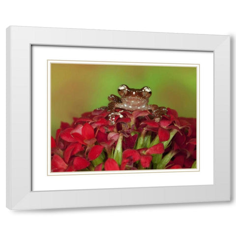 Borneo Cinnamon Tree Frog on red flowers White Modern Wood Framed Art Print with Double Matting by Flaherty, Dennis