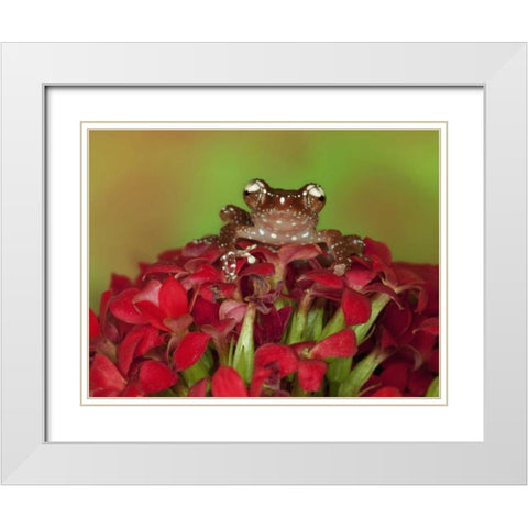 Borneo Cinnamon Tree Frog on red flowers White Modern Wood Framed Art Print with Double Matting by Flaherty, Dennis