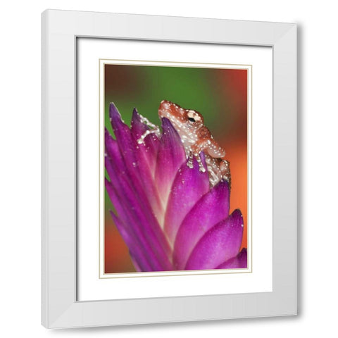 Borneo Close-up of Cinnamon Tree Frog White Modern Wood Framed Art Print with Double Matting by Flaherty, Dennis