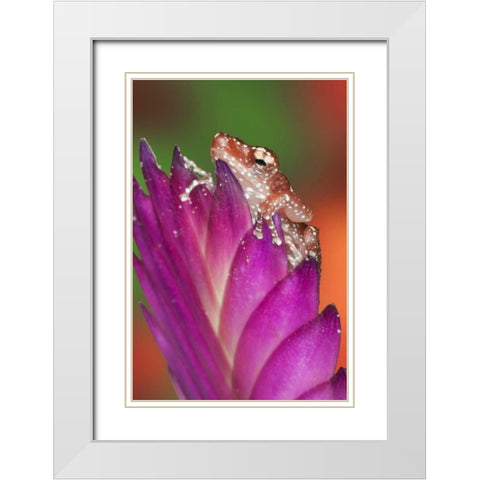Borneo Close-up of Cinnamon Tree Frog White Modern Wood Framed Art Print with Double Matting by Flaherty, Dennis