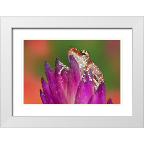 Borneo Close-up of Cinnamon Ttree Frog White Modern Wood Framed Art Print with Double Matting by Flaherty, Dennis