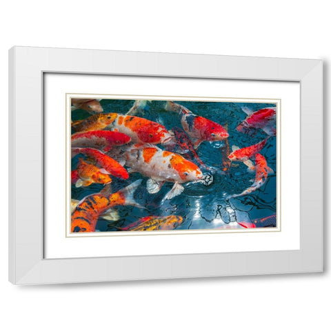 Malaysia- Malacca (Melaka). Close-up of koi fish. White Modern Wood Framed Art Print with Double Matting by Haseltine, Tom