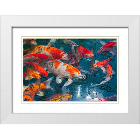 Malaysia- Malacca (Melaka). Close-up of koi fish. White Modern Wood Framed Art Print with Double Matting by Haseltine, Tom