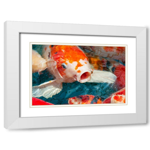 Malaysia- Malacca (Melaka). Close-up of koi fish. White Modern Wood Framed Art Print with Double Matting by Haseltine, Tom