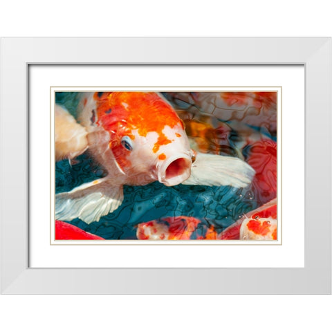 Malaysia- Malacca (Melaka). Close-up of koi fish. White Modern Wood Framed Art Print with Double Matting by Haseltine, Tom