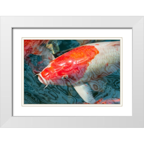 Malaysia- Malacca (Melaka). Close-up of koi fish. White Modern Wood Framed Art Print with Double Matting by Haseltine, Tom
