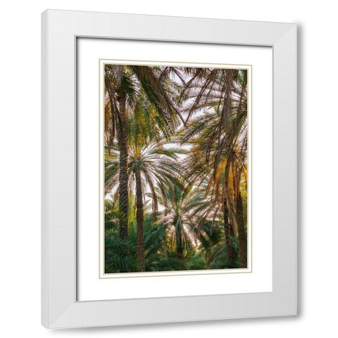 Middle East-Arabian Peninsula-Oman-Ad Dakhiliyah-Nizwa-Palm trees in Nizwa-Oman White Modern Wood Framed Art Print with Double Matting by Wilson, Emily M.