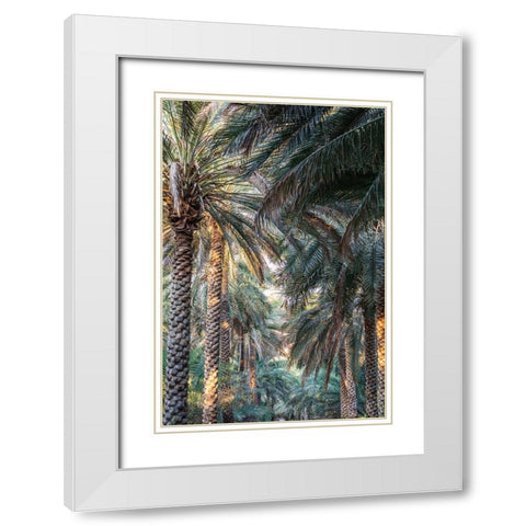 Middle East-Arabian Peninsula-Oman-Ad Dakhiliyah-Nizwa-Palm trees in Nizwa-Oman White Modern Wood Framed Art Print with Double Matting by Wilson, Emily M.