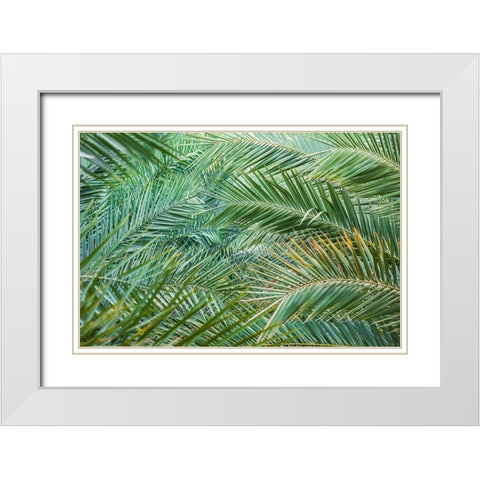 Middle East-Arabian Peninsula-Oman-Ad Dakhiliyah-Nizwa-Palm tree fronds in Nizwa-Oman White Modern Wood Framed Art Print with Double Matting by Wilson, Emily M.