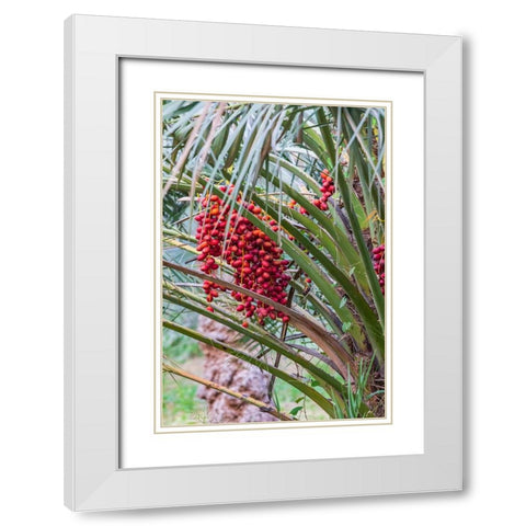 Middle East-Arabian Peninsula-Oman-Ad Dakhiliyah-Nizwa-Dates on a date palm tree in Nizwa-Oman White Modern Wood Framed Art Print with Double Matting by Wilson, Emily M.