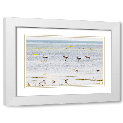 Middle East-Arabian Peninsula-Al Batinah South-Mahout-Flamingos White Modern Wood Framed Art Print with Double Matting by Wilson, Emily M.