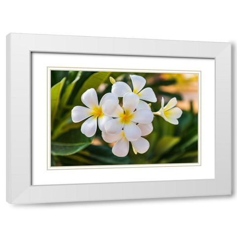Middle East-Arabian Peninsula-Oman-Muscat-Quriyat-Plumeria blossoms in a garden White Modern Wood Framed Art Print with Double Matting by Wilson, Emily M.