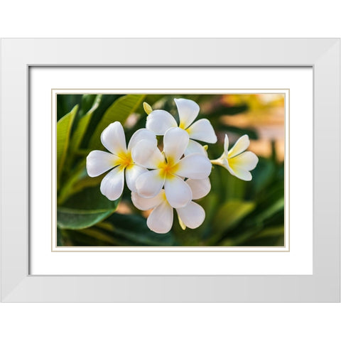Middle East-Arabian Peninsula-Oman-Muscat-Quriyat-Plumeria blossoms in a garden White Modern Wood Framed Art Print with Double Matting by Wilson, Emily M.