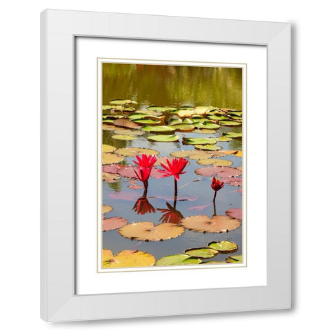 Thailand Royal Park Ratchaphruek Water lilies White Modern Wood Framed Art Print with Double Matting by Haseltine, Tom