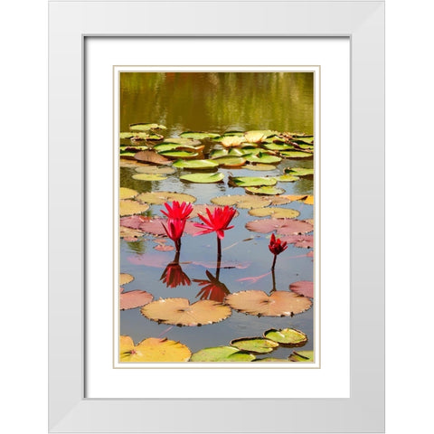 Thailand Royal Park Ratchaphruek Water lilies White Modern Wood Framed Art Print with Double Matting by Haseltine, Tom