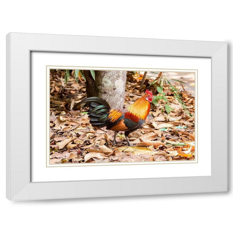 Thailand-Nong Khai Province Rooster White Modern Wood Framed Art Print with Double Matting by Haseltine, Tom