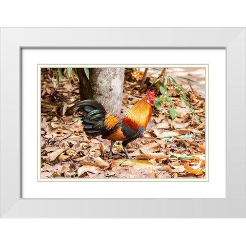 Thailand-Nong Khai Province Rooster White Modern Wood Framed Art Print with Double Matting by Haseltine, Tom