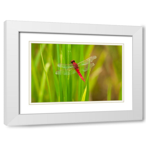 Chiang Mai- Thailand. Red Dragonfly- Orthetrum testaceum- also known as Scarlet Skimmer. White Modern Wood Framed Art Print with Double Matting by Haseltine, Tom