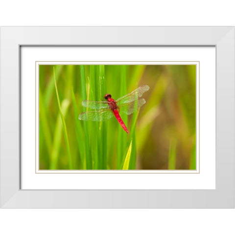 Chiang Mai- Thailand. Red Dragonfly- Orthetrum testaceum- also known as Scarlet Skimmer. White Modern Wood Framed Art Print with Double Matting by Haseltine, Tom