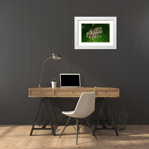 Vietnamese mossy frog White Modern Wood Framed Art Print with Double Matting by Jones, Adam